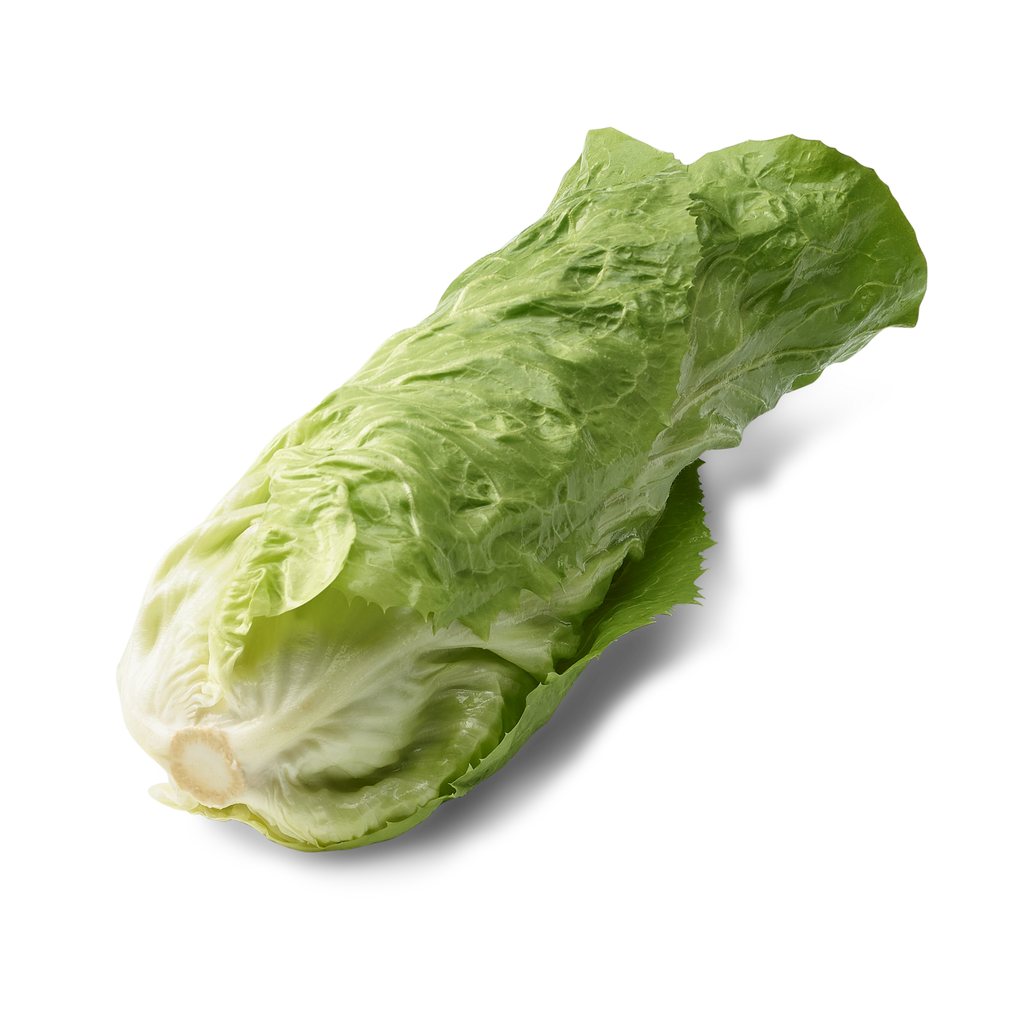 Chicorée Pain de sucre (6p)