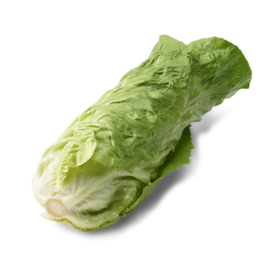 Chicorée Pain de sucre (6p)