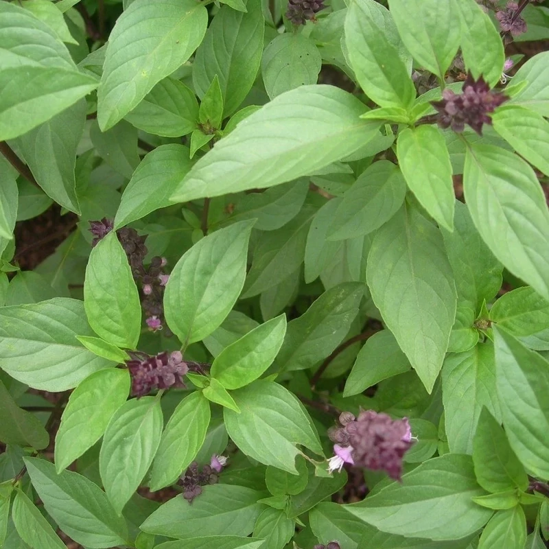 Basilic Thai