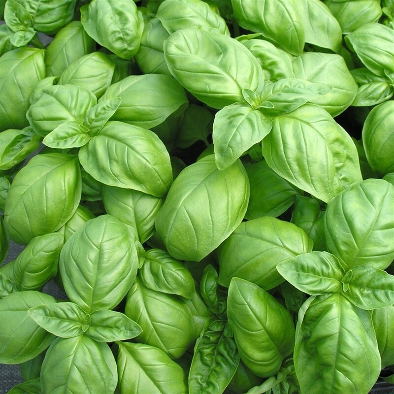 Basilic genovese