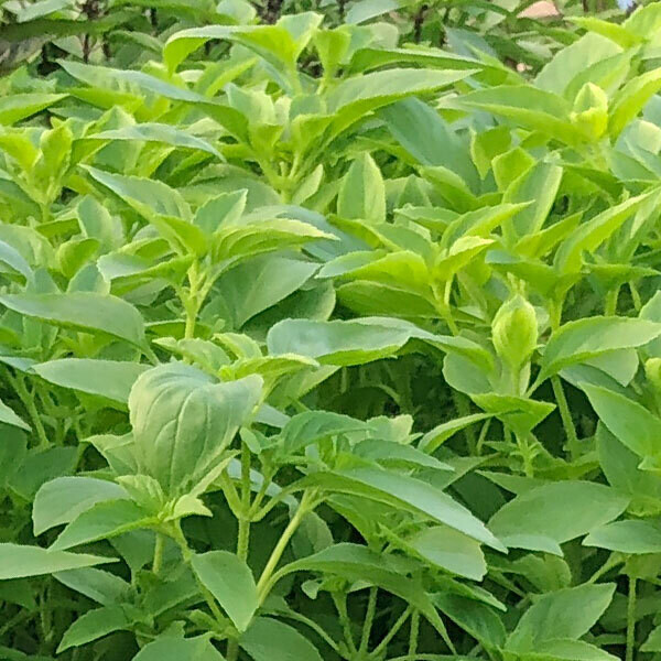 Basilic citronné