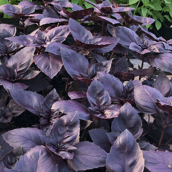 Basilic rouge