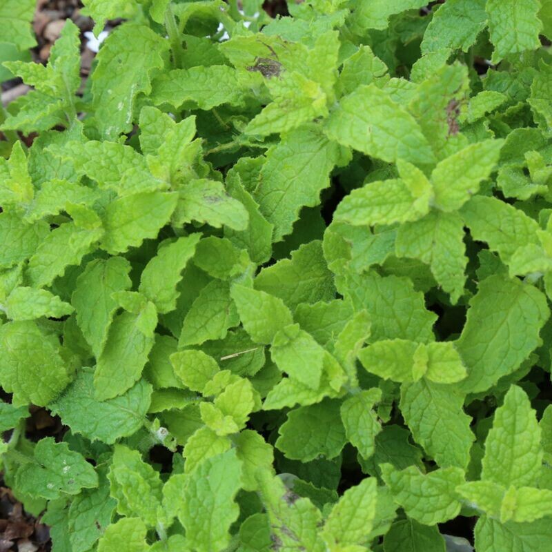 Menthe fraise