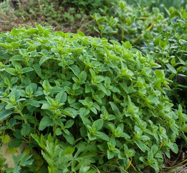 Origan vulgaire