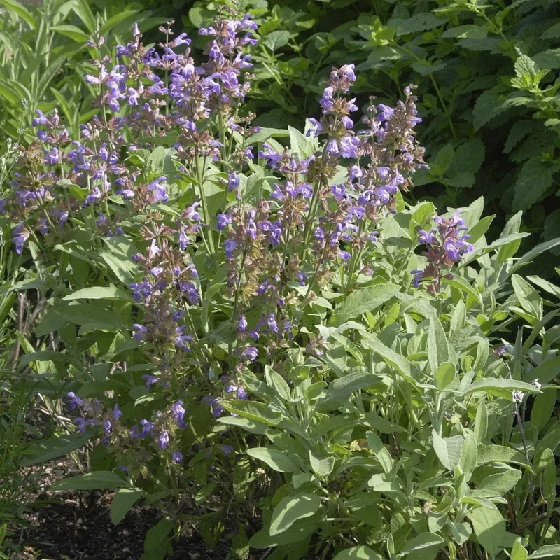 Sauge officinale