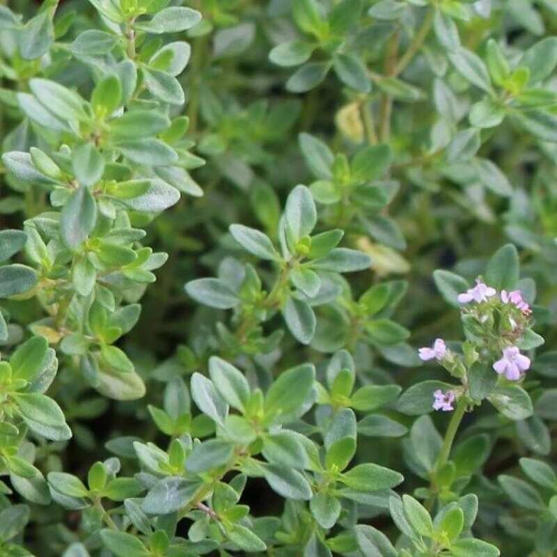 Thym citronné