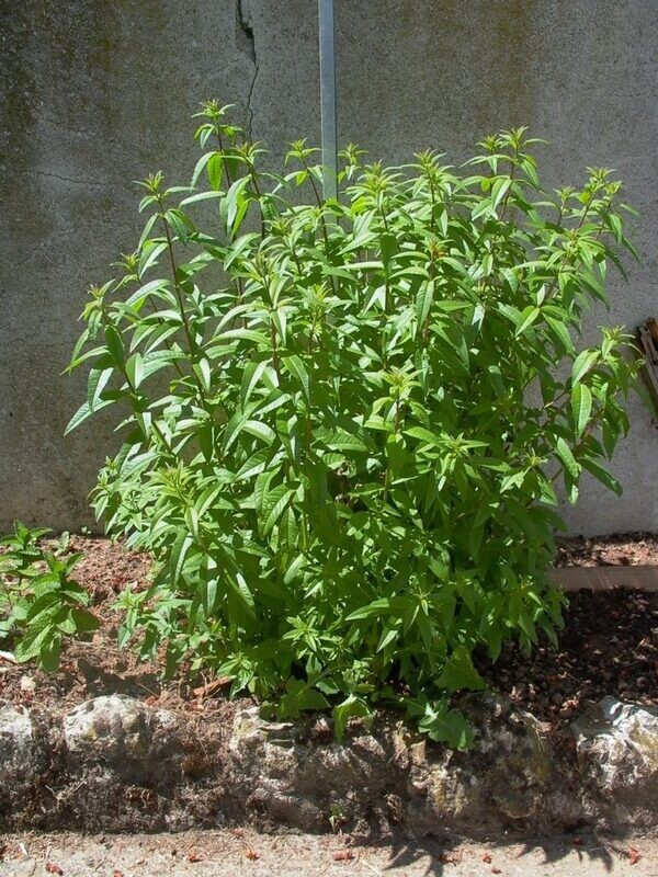 Verveine citronnée