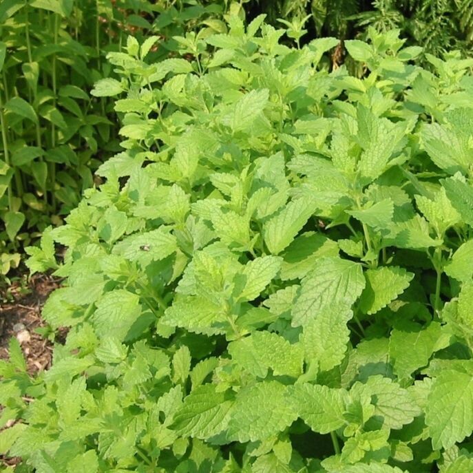 Mélisse citronnée