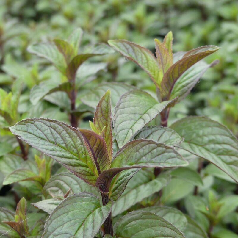 Menthe  poivrée