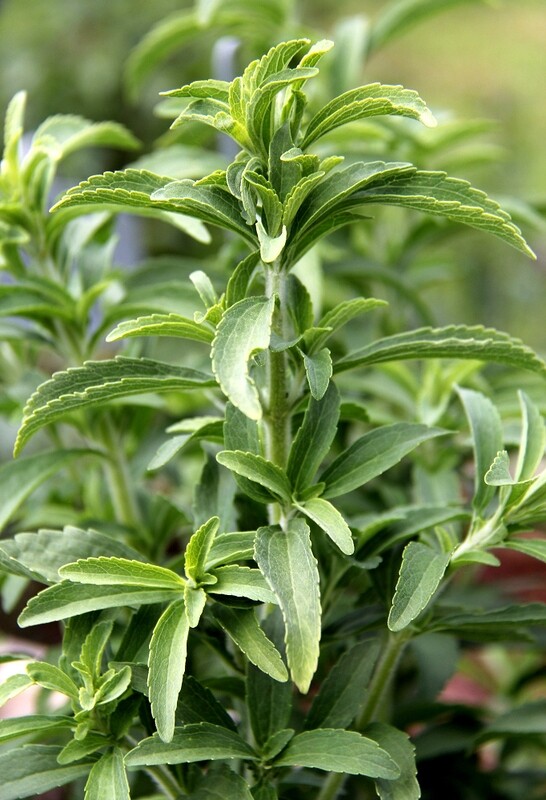 Stevia