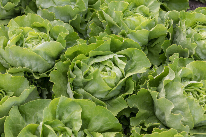 Salade Pommée verte (6p)