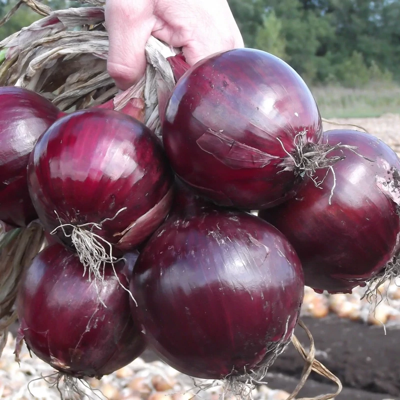 Oignon de garde rouge (6p)