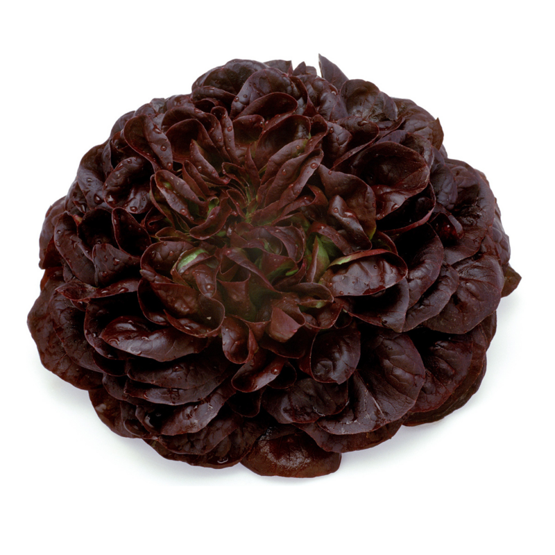 Salanova rouge (6p)
