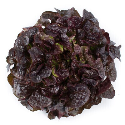 Salade feuille de chêne rouge (6p)