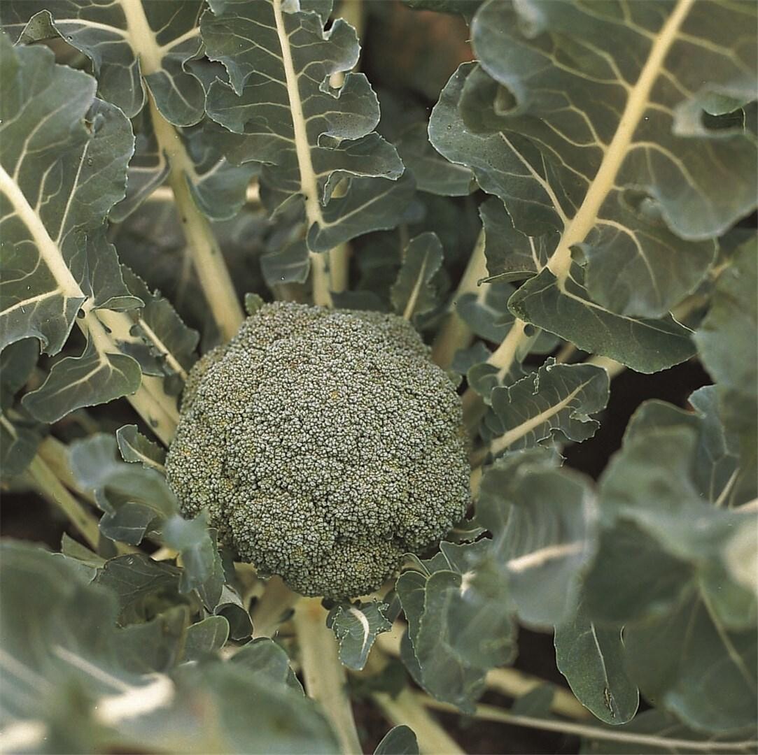 Broccoli (6p)