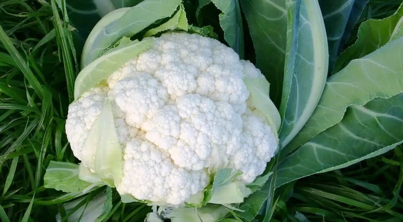 Chou-fleur (6p)