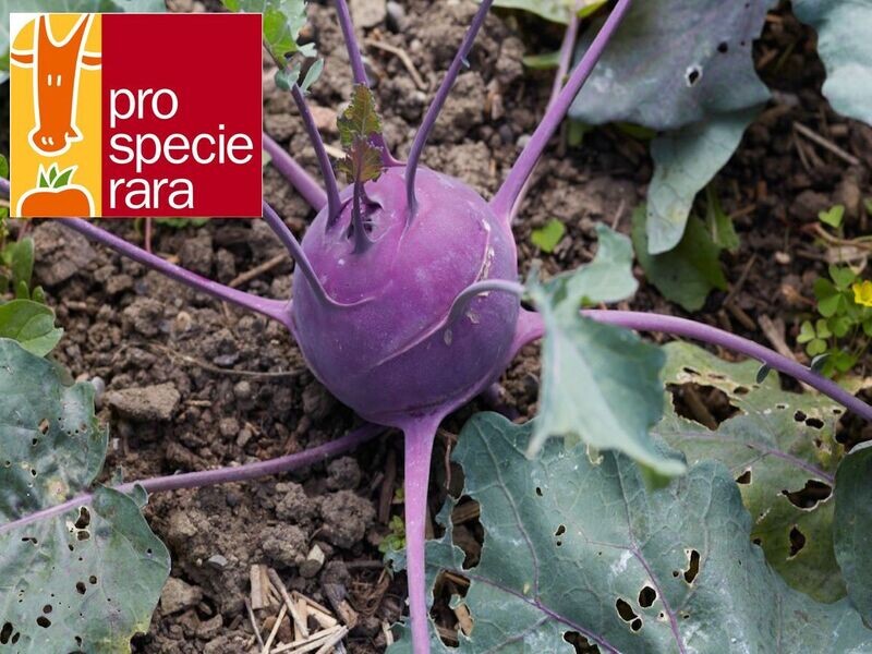 Colrave violet (6p)