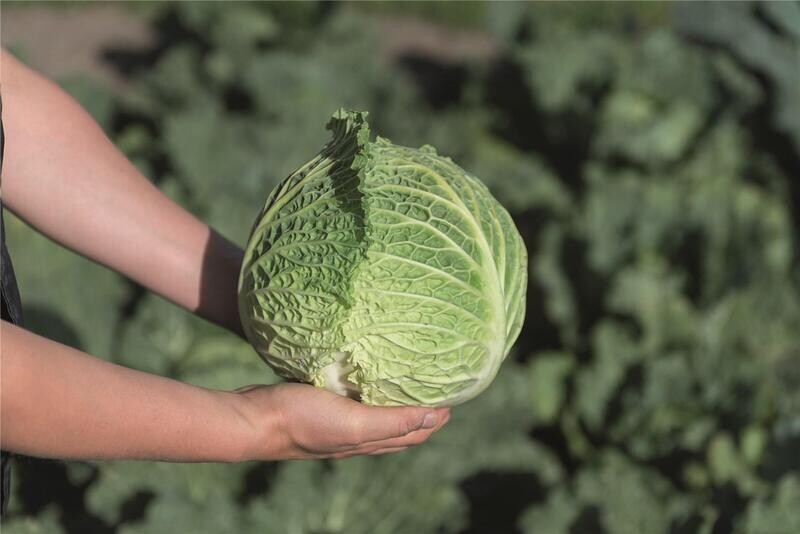 Chou frisé de garde (6p)