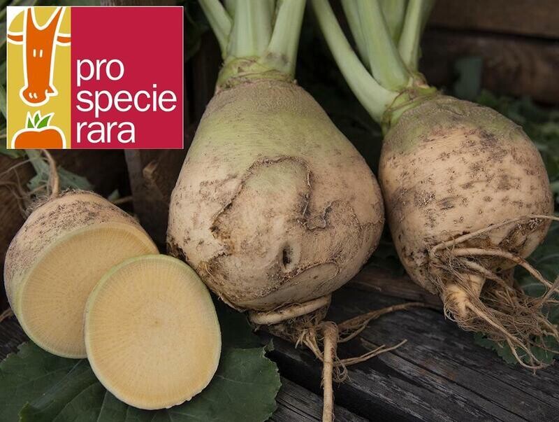 Rutabaga Wilhelmsburger PSR (6p)
