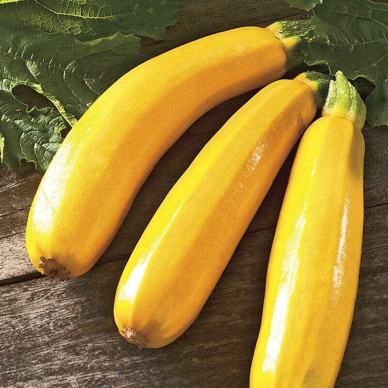 Courgette jaune