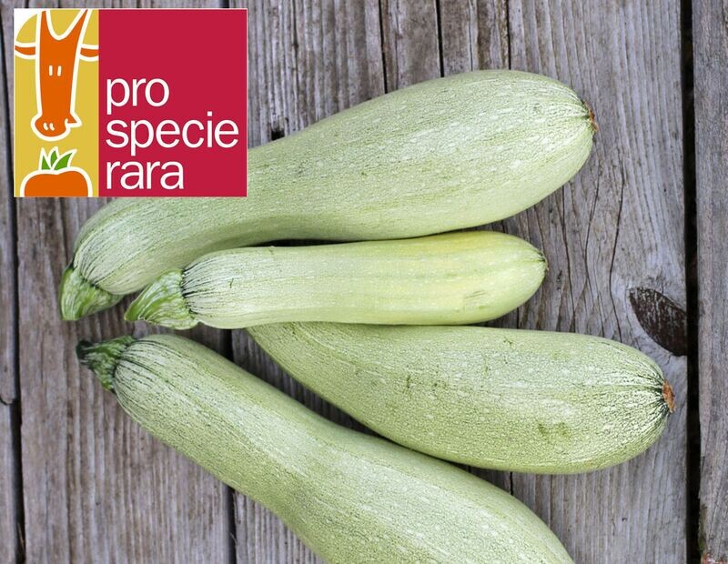 Courgette Alberello di Sarzana