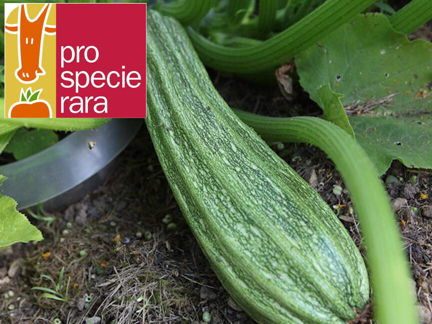 Courgette costata romanesco