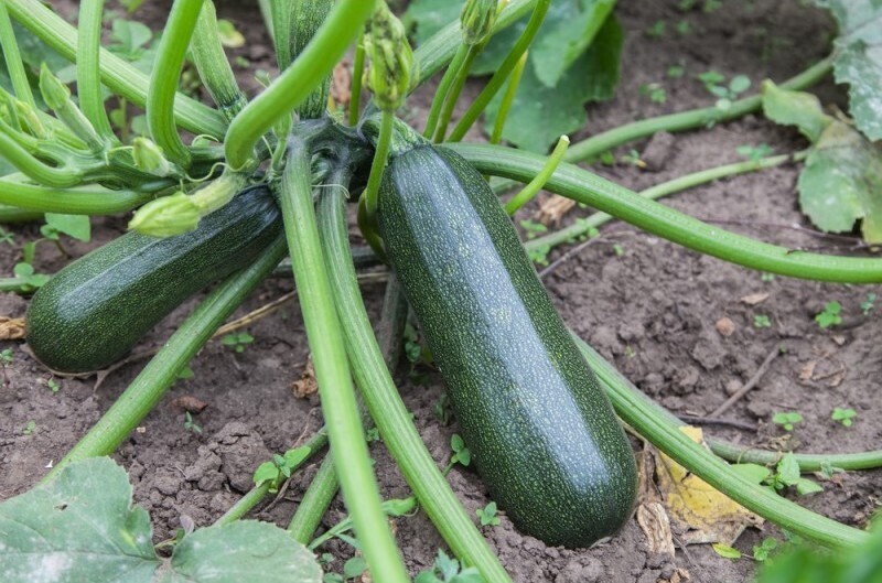 Courgette verte