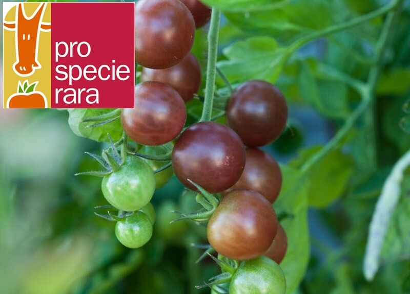 Tomate Black Cherry
