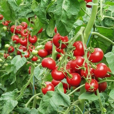 Tomates précoces (pots de 10cm)