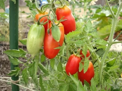 Tomates mi-saison (pots 10cm)