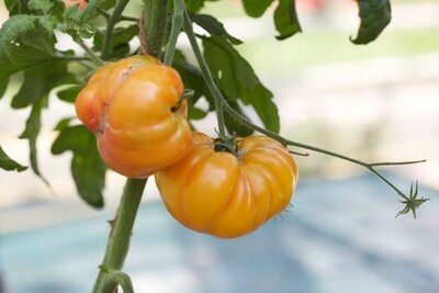 Tomates tardives (pots 10cm)
