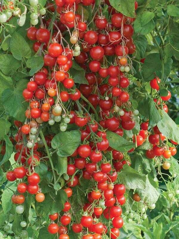 Tomate Cherry rouge