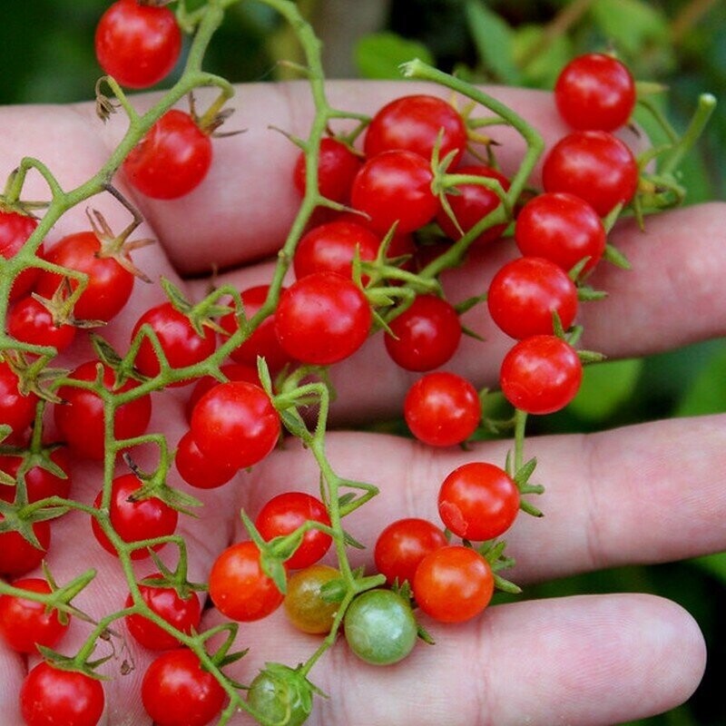 Tomate sauvage du Pérou
