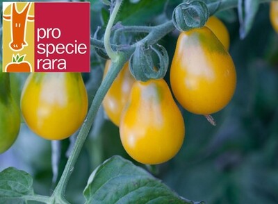 Tomate Minipoire jaune
