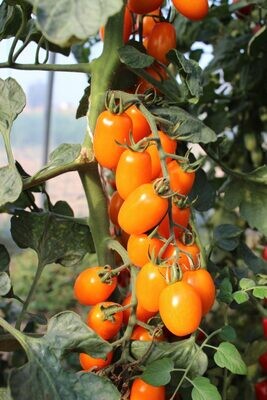 Tomate Dattes orange