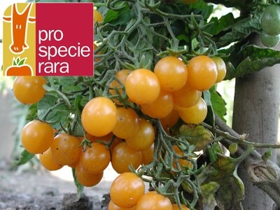 Tomate Cherry jaune