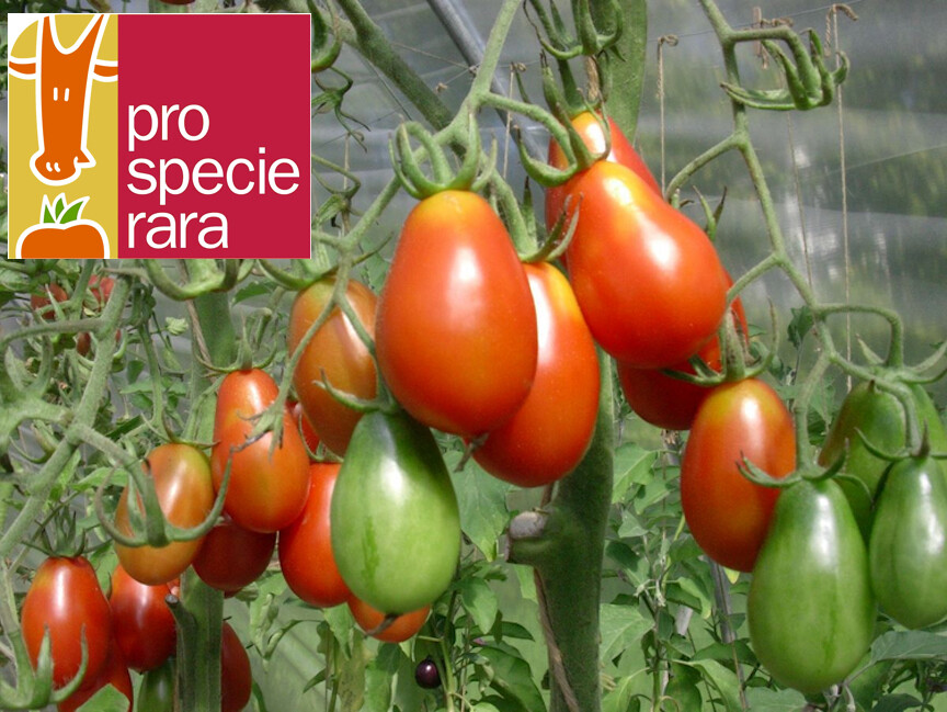 Tomate petite rouge de Bâle