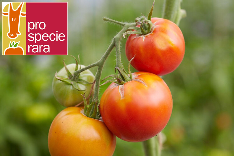 Tomate de Paudex