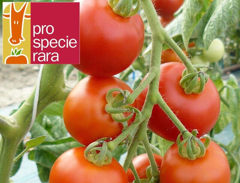 Tomate Matina