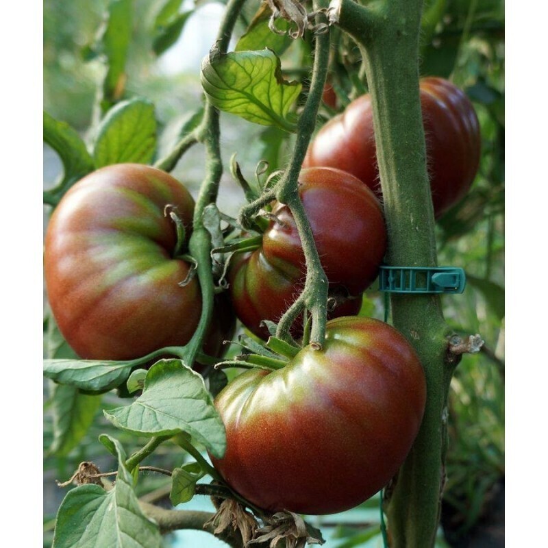 Tomate Noire de Crimée