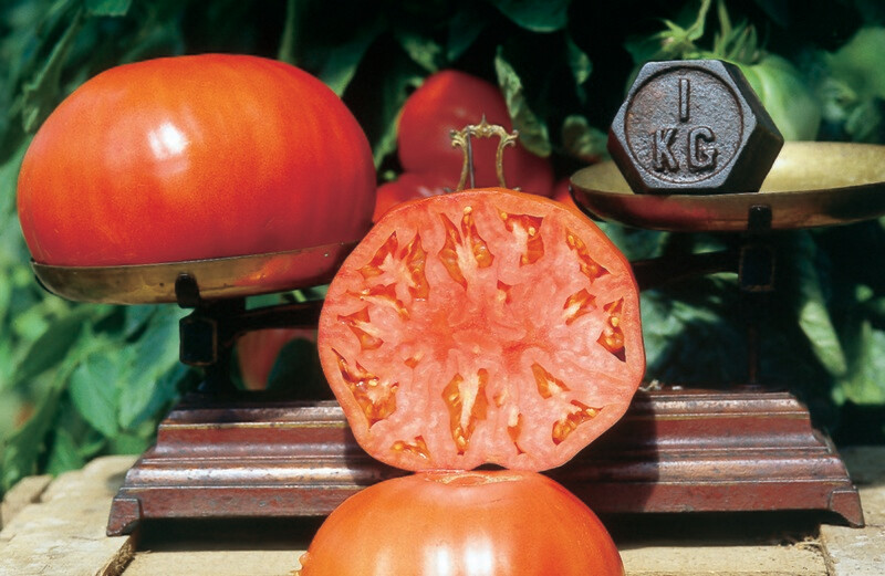 Tomate Babuschka