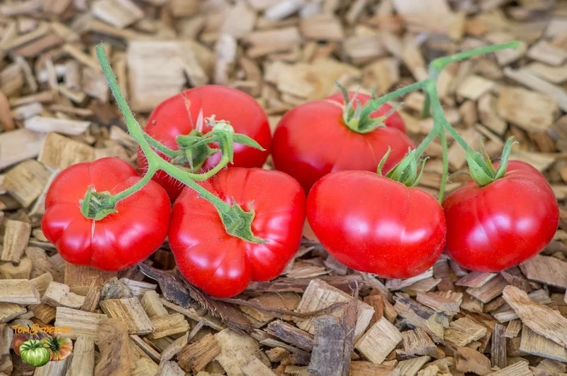 Tomate Précoce de Sibérie