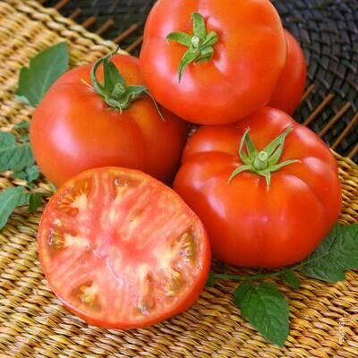 Tomate Montfavet 
