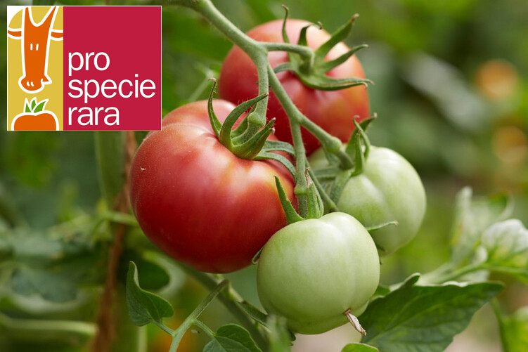 Tomate Rose de Berne