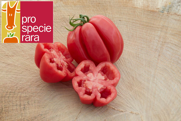 Tomate dentelée de Bührer Keel