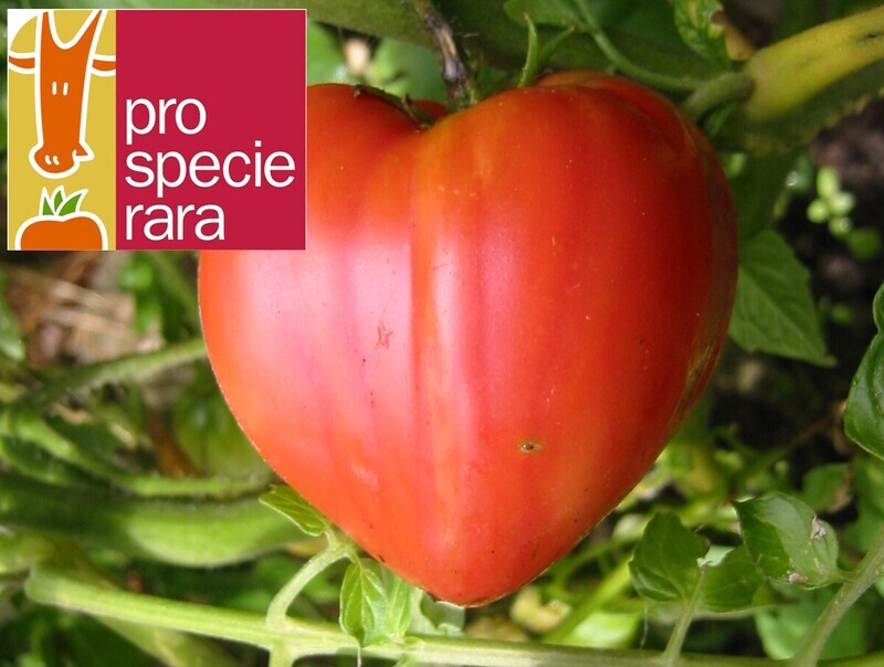 Tomate Coeur de boeuf