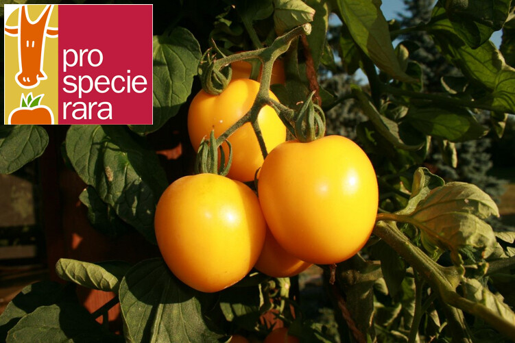 Tomate citron