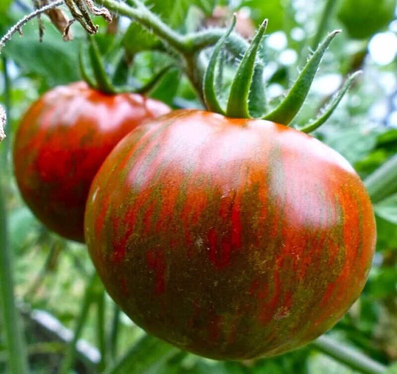 Tomate black zebra