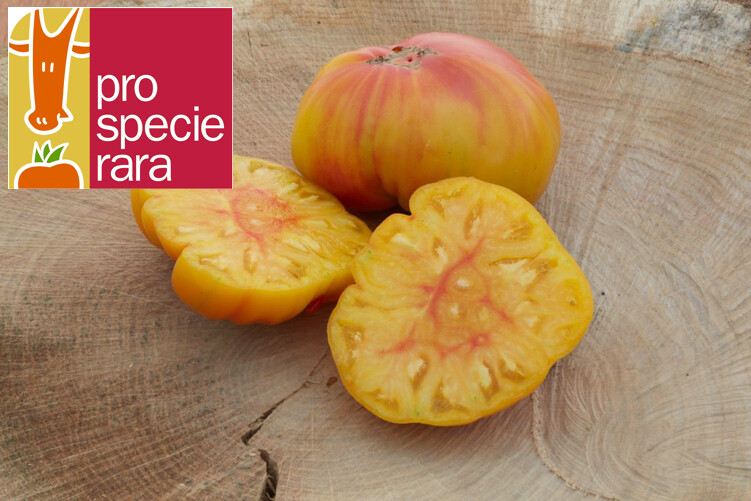 Tomate Ananas