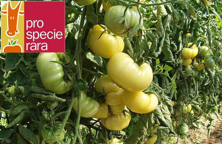 Tomate Beauté blanche du Canada